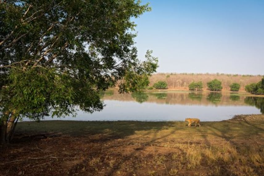 Tadoba Lake-3